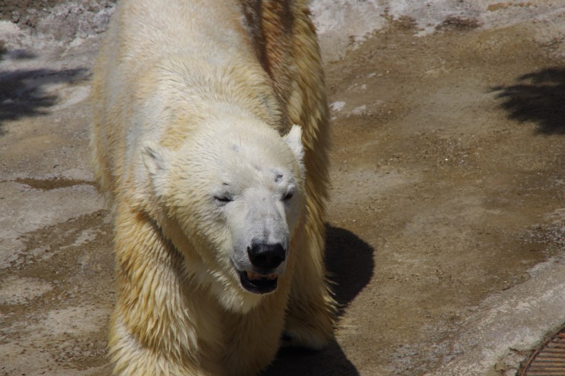 動物園中的北極熊圖片