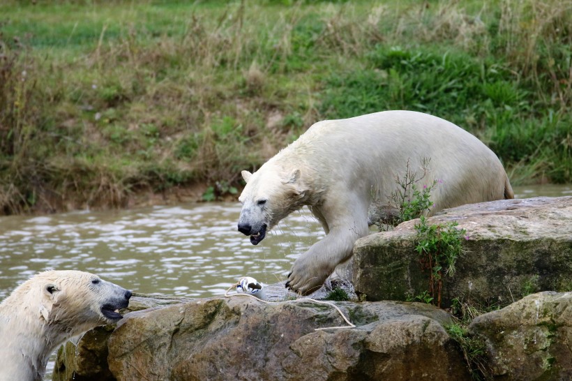 動物園中的北極熊圖片