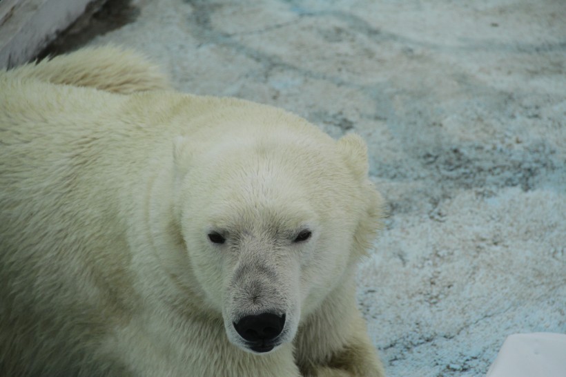 動物園中的北極熊圖片