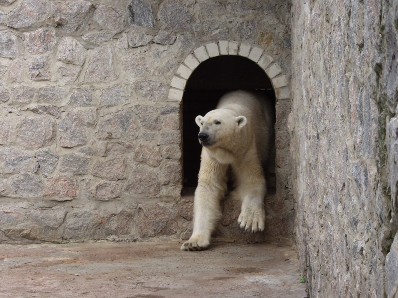 動物園中的北極熊圖片