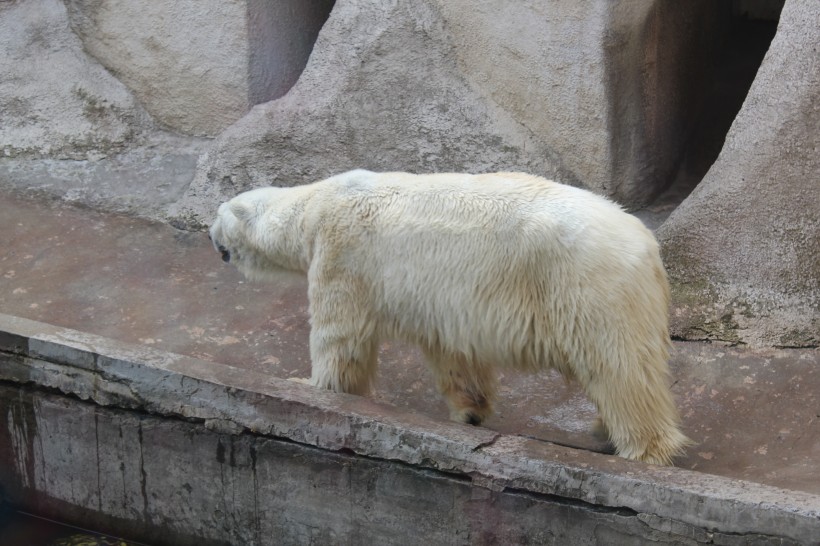 動物園中的北極熊圖片