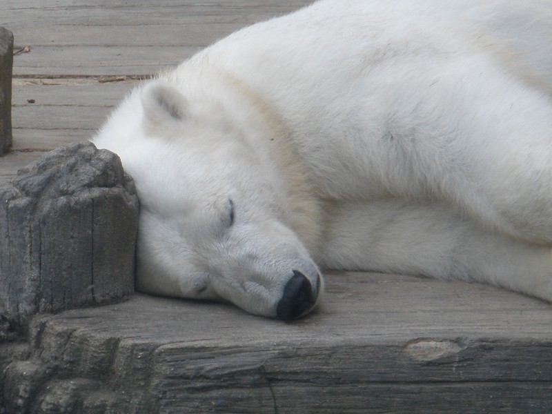 動物園中的北極熊圖片