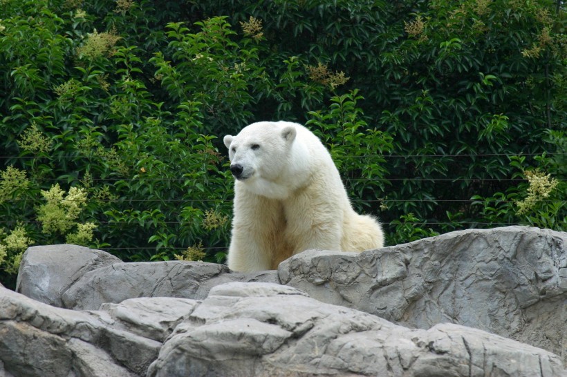 動物園中的北極熊圖片