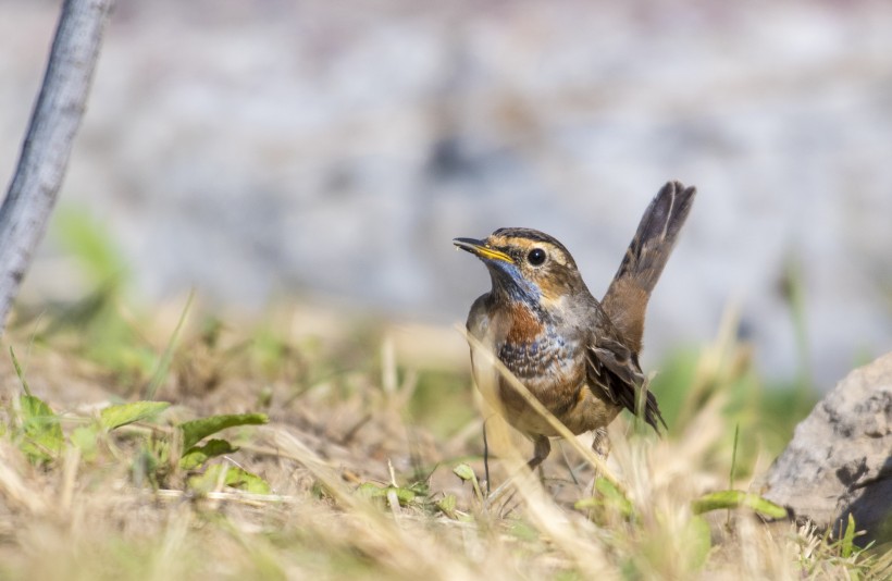 藍點颏鳥類圖片