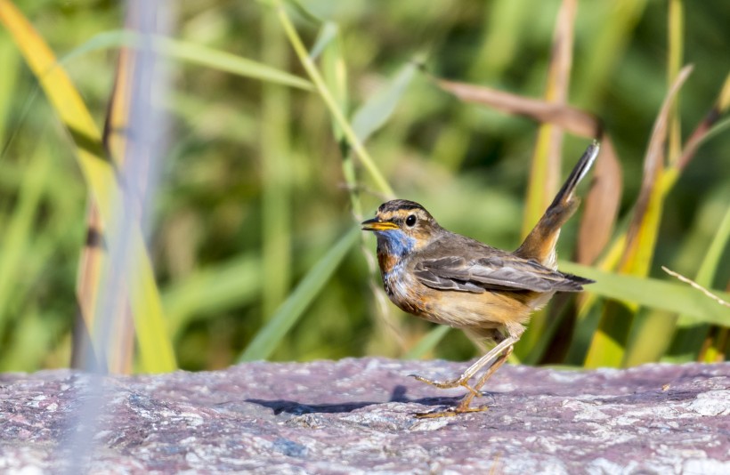 藍點颏鳥類圖片