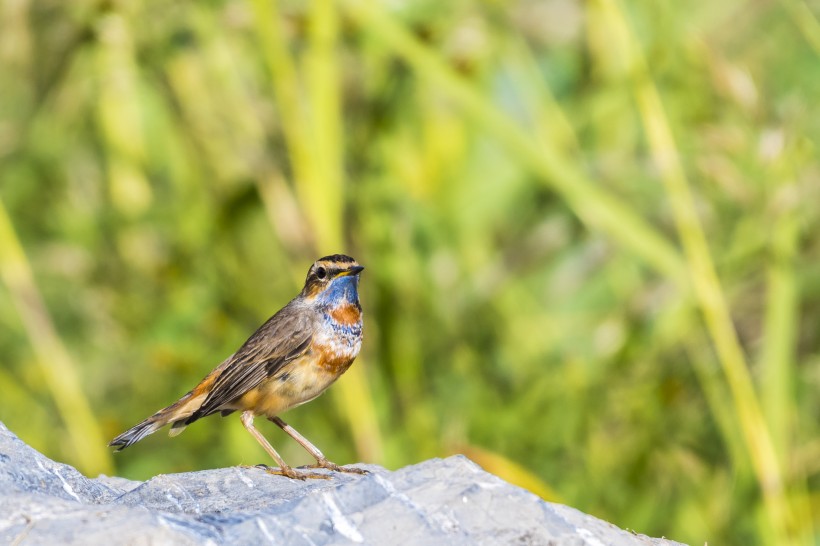 藍點颏鳥類圖片