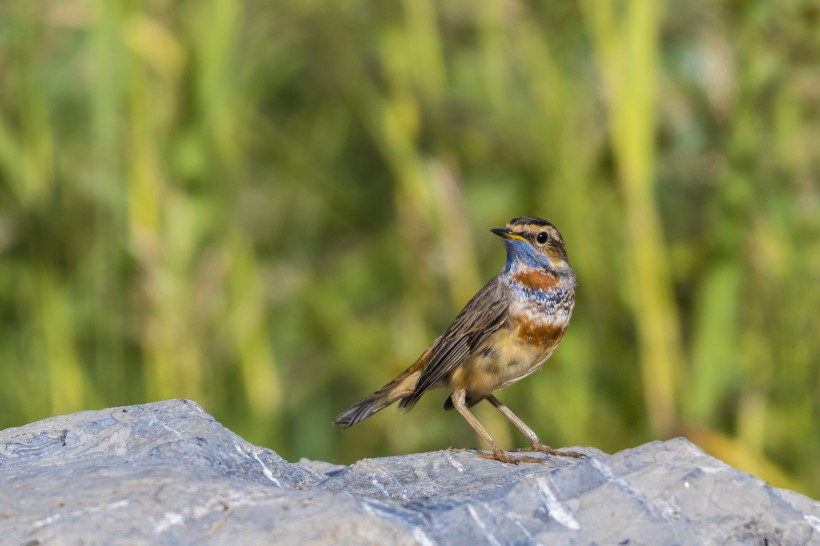 藍點颏鳥類圖片