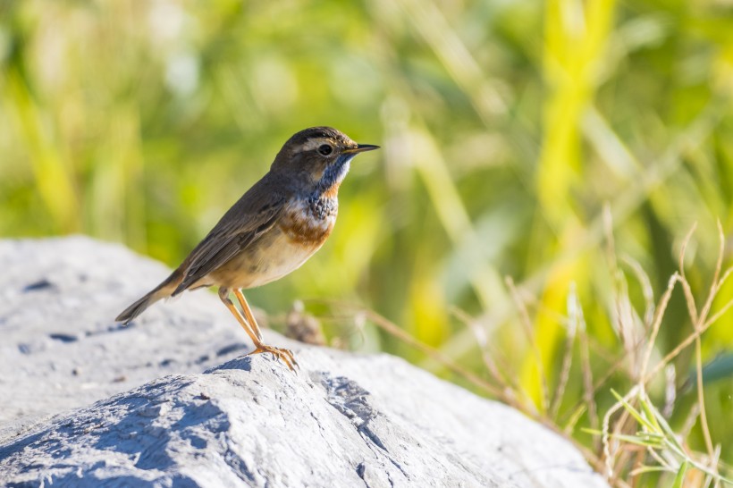 藍點颏鳥類圖片