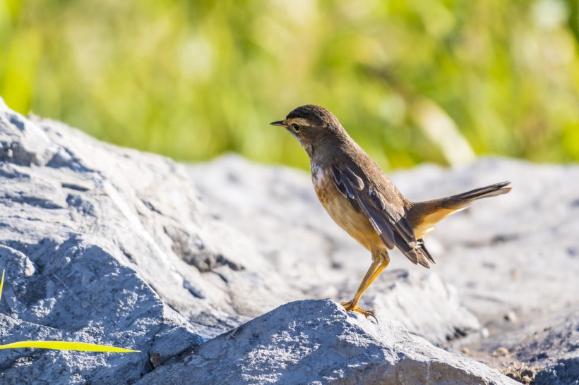 藍點颏鳥類圖片