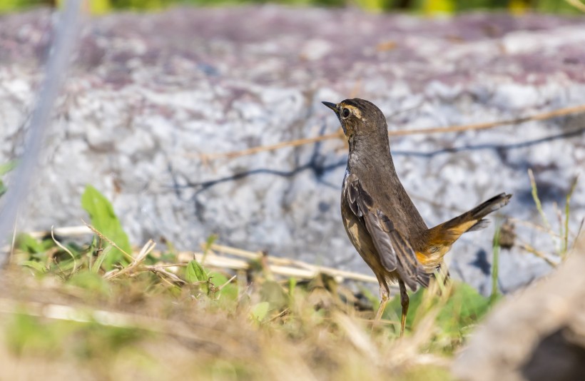 藍點颏鳥類圖片