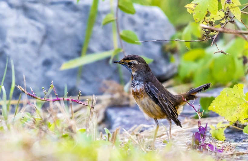 藍點颏鳥類圖片