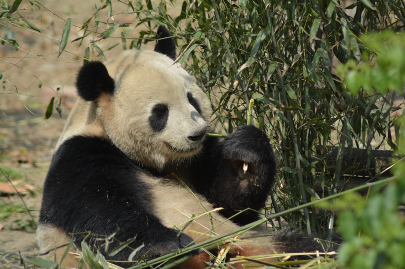 動物園裡的國寶大熊貓圖片