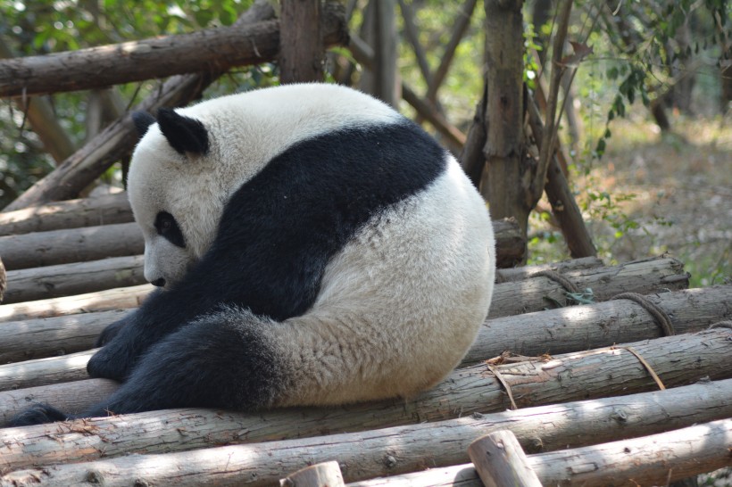 動物園裡的國寶大熊貓圖片