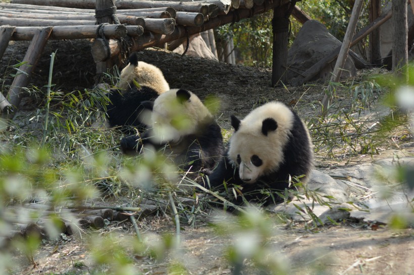 動物園裡的國寶大熊貓圖片