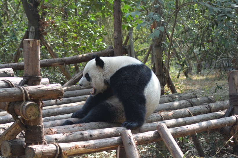 動物園裡的國寶大熊貓圖片