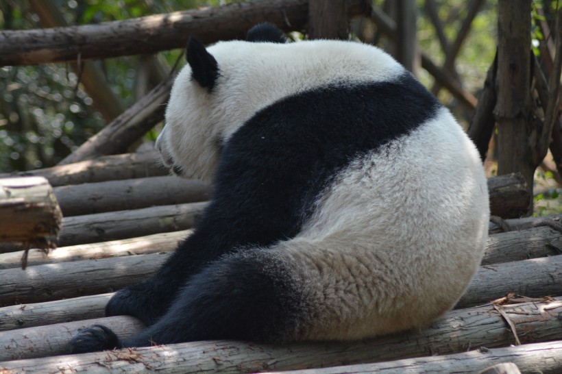 動物園裡的國寶大熊貓圖片