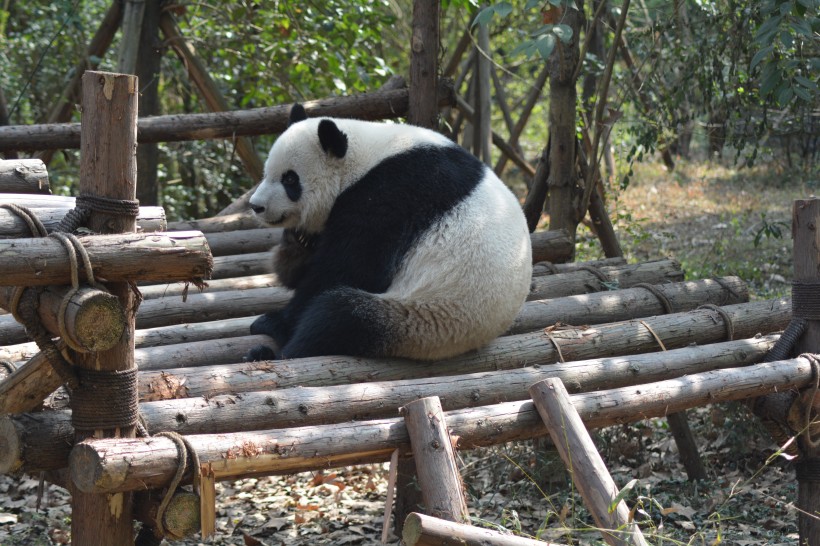 動物園裡的國寶大熊貓圖片