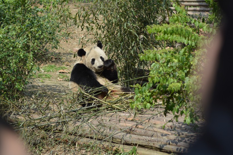 動物園裡的國寶大熊貓圖片