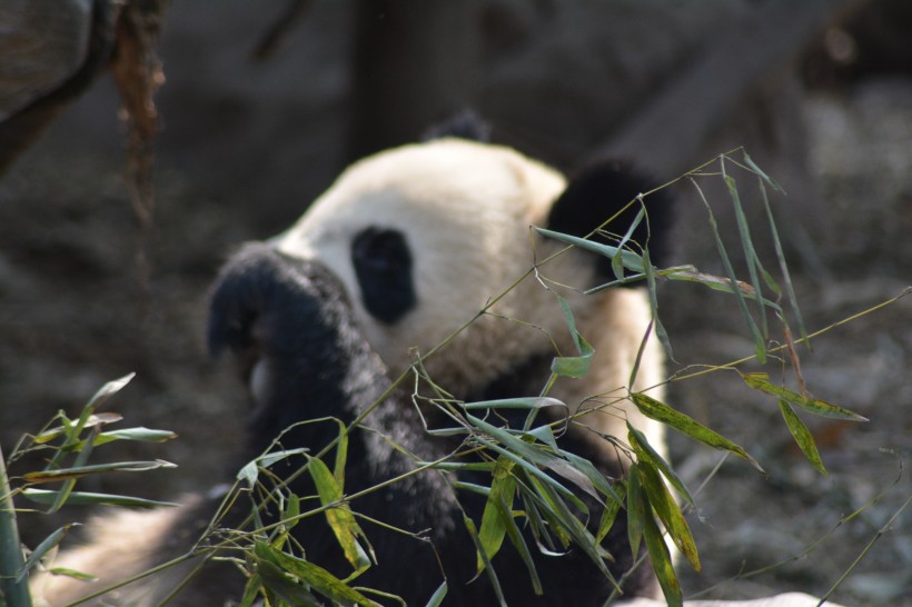 動物園裡的國寶大熊貓圖片