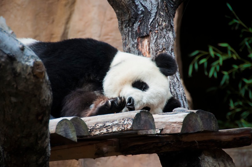 動物園裡的國寶大熊貓圖片