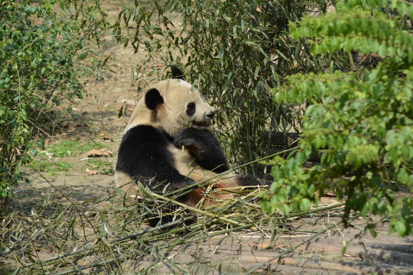 動物園裡的國寶大熊貓圖片