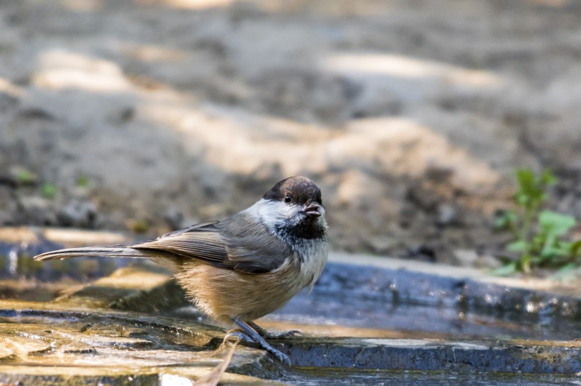 褐頭山雀鳥類圖片