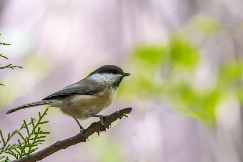 褐頭山雀鳥類圖片