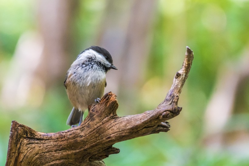 褐頭山雀鳥類圖片