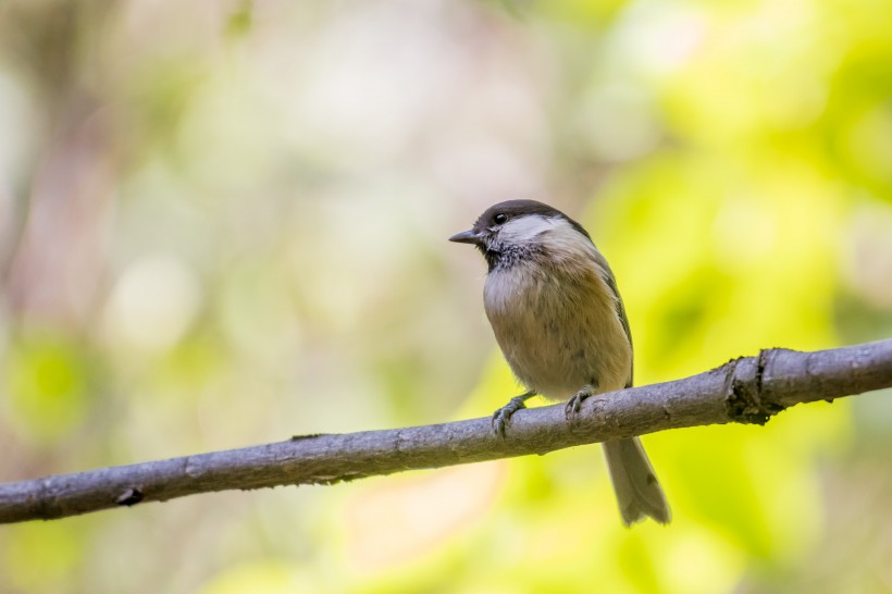 褐頭山雀鳥類圖片