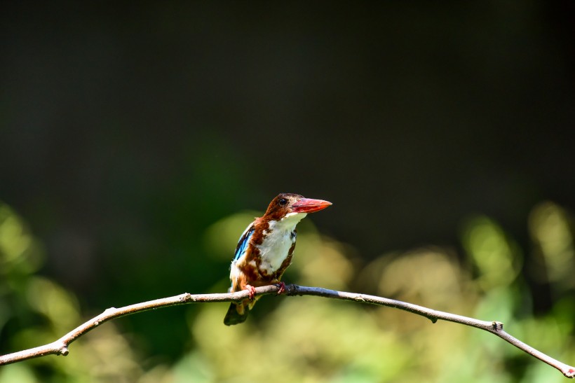 藍翡翠鳥類圖片