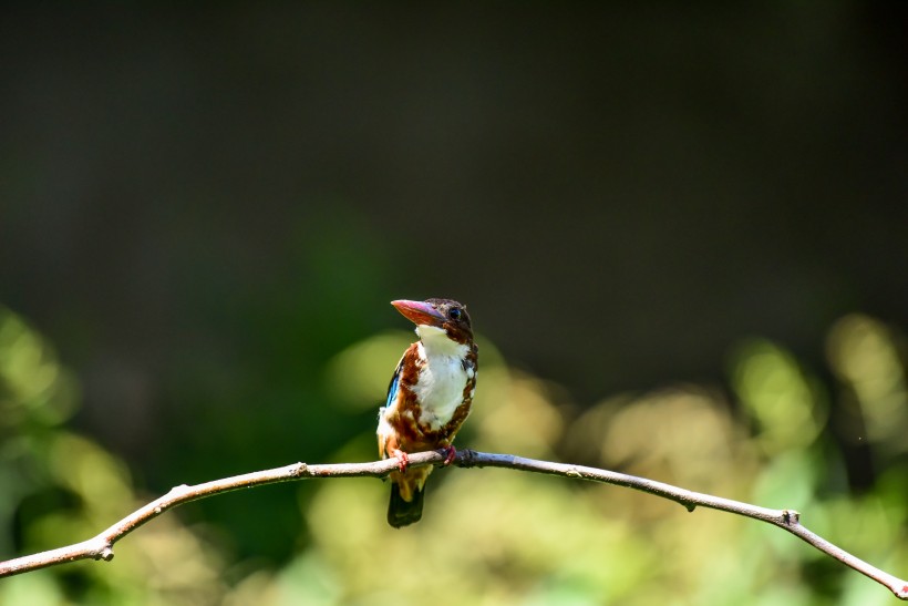 藍翡翠鳥類圖片