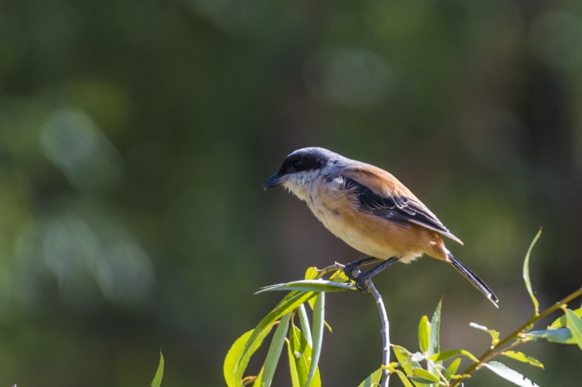 棕背伯勞鳥類圖片