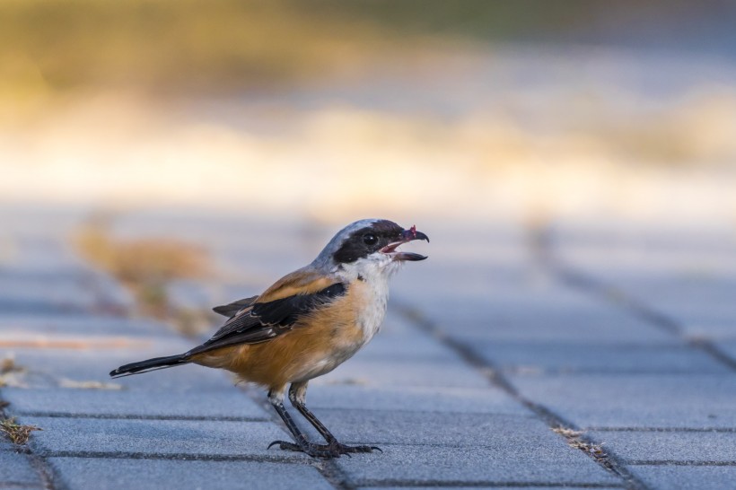 棕背伯勞鳥類圖片