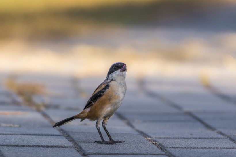 棕背伯勞鳥類圖片