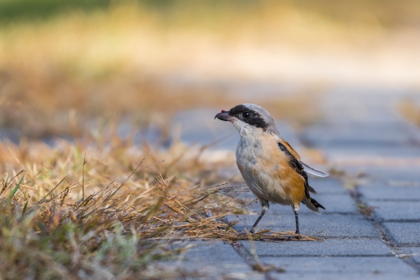 棕背伯勞鳥類圖片