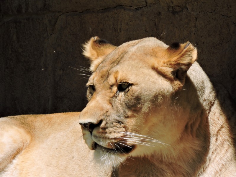 動物園裡的母獅子圖片