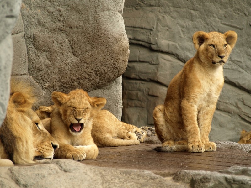 動物園裡的母獅子圖片