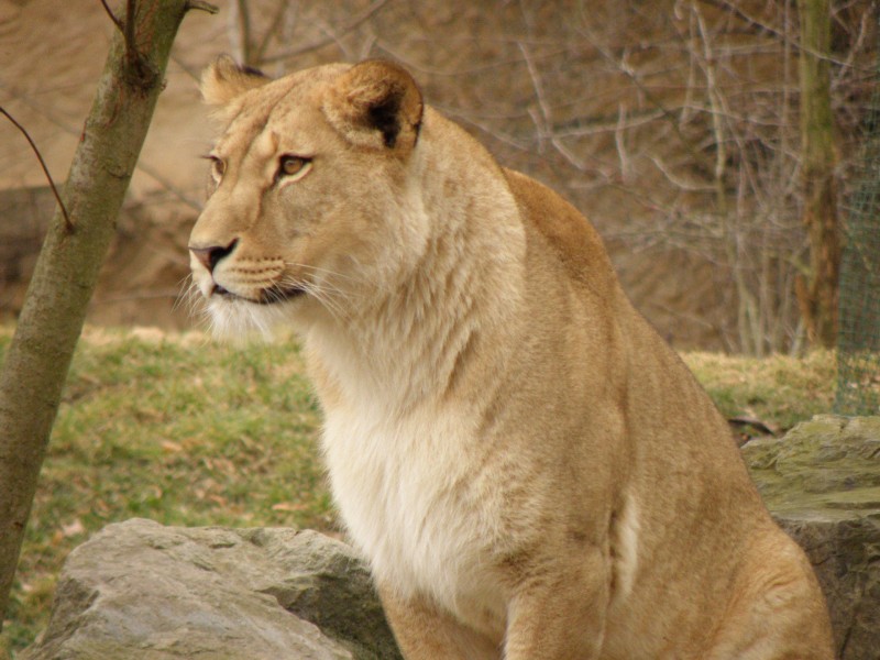 動物園裡的母獅子圖片