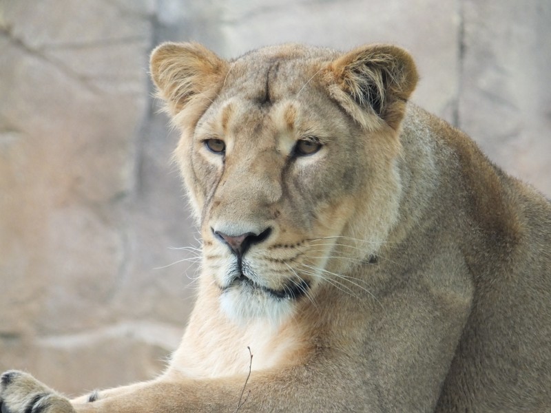 動物園裡的母獅子圖片