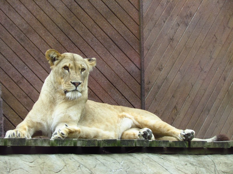 動物園裡的母獅子圖片