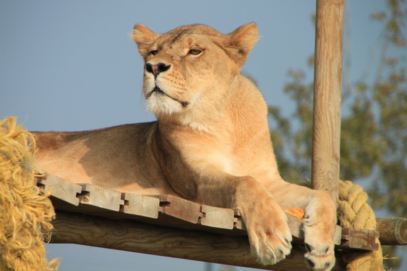 動物園裡的母獅子圖片