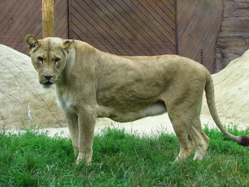 動物園裡的母獅子圖片