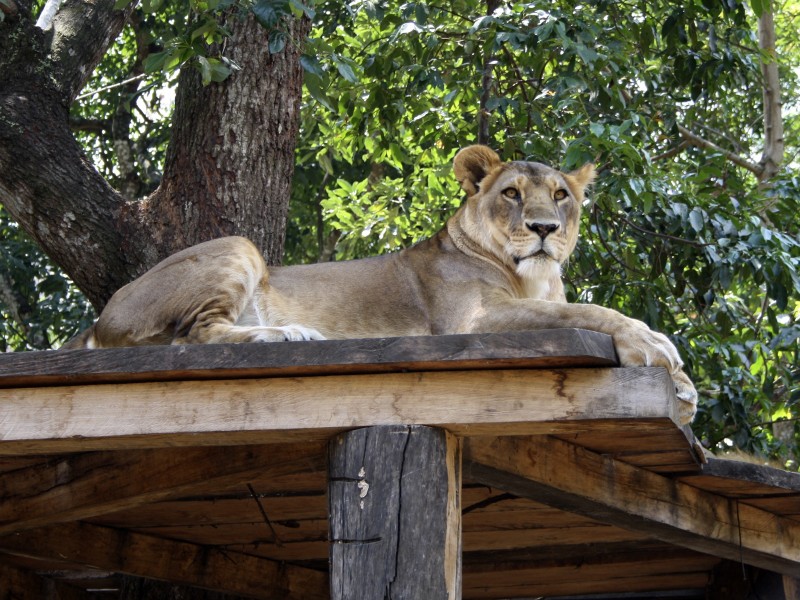 動物園裡的母獅子圖片