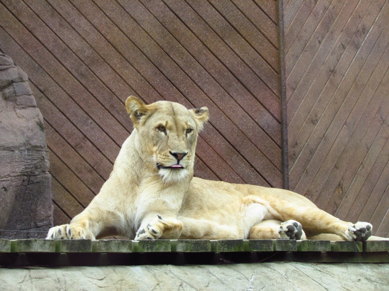 動物園裡的母獅子圖片