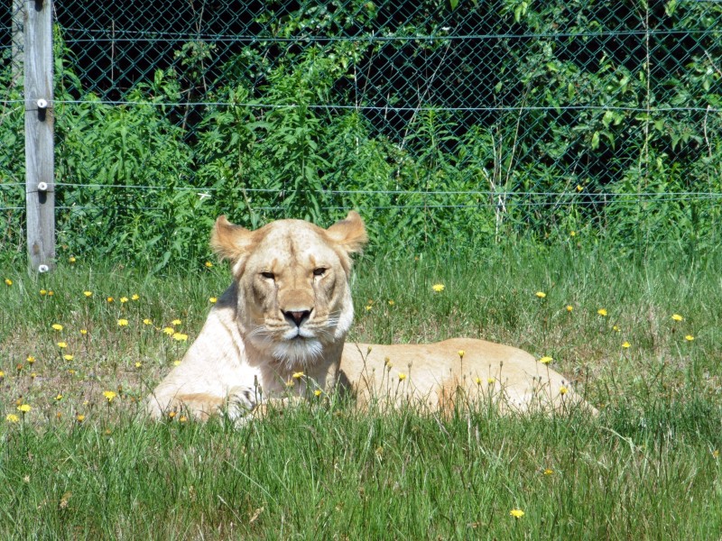 動物園裡的母獅子圖片