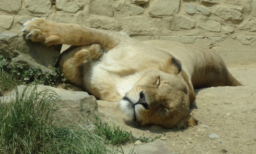 動物園裡的母獅子圖片