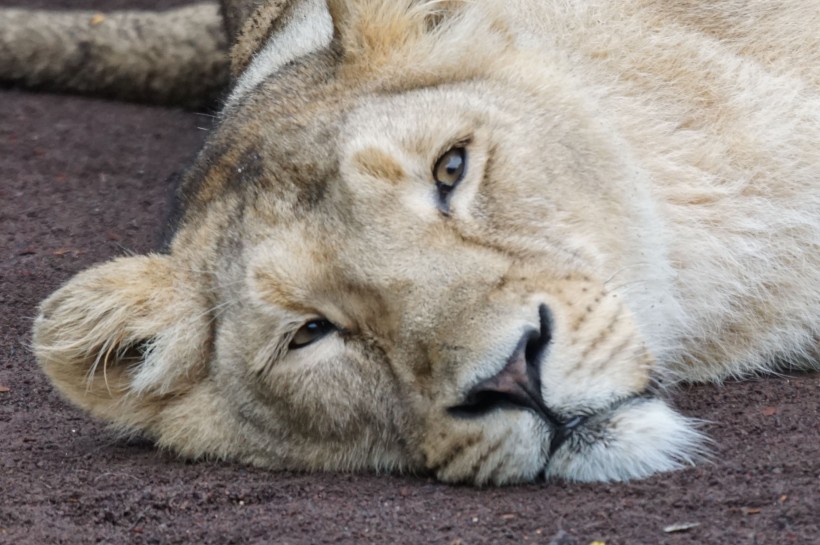 動物園裡的母獅子圖片