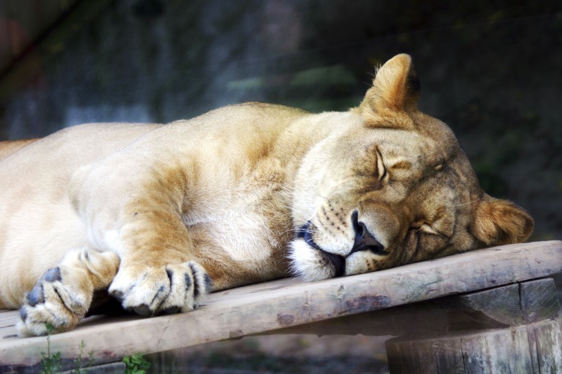 動物園裡的母獅子圖片