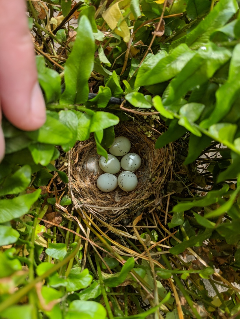 不同種類的鳥蛋圖片