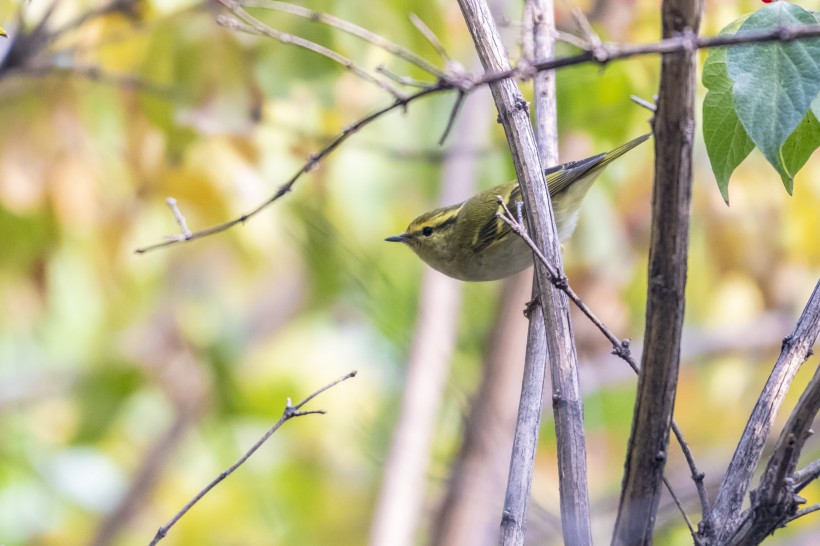 黃眉柳莺鳥類圖片